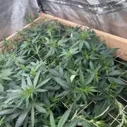 WSE - NYC Diesel