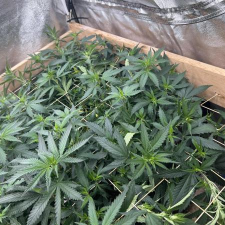 WSE - NYC Diesel