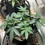 Kannabia - Pink Gelato