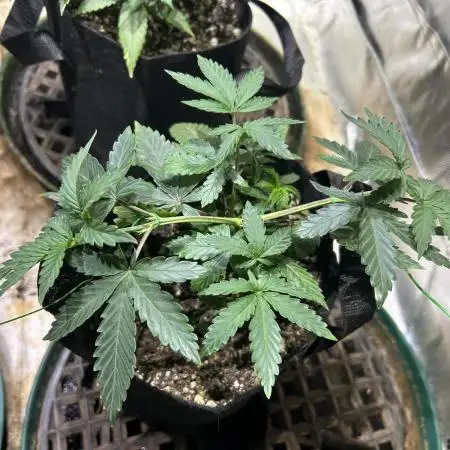 Kannabia - Pink Gelato