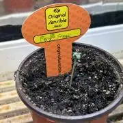 OSS - Papaya Stank