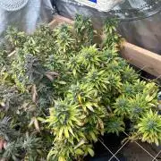 WSE - NYC Diesel