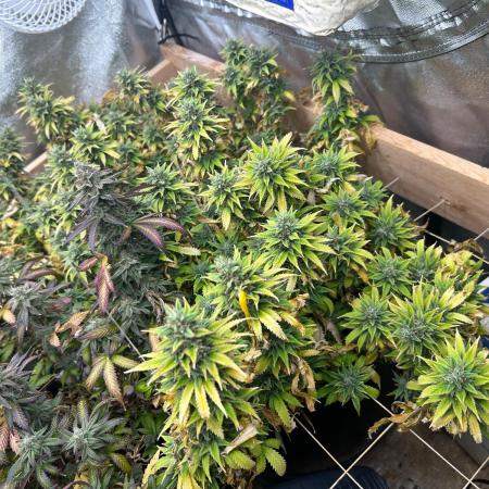 WSE - NYC Diesel