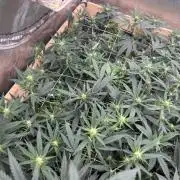 HS - Purple Kush