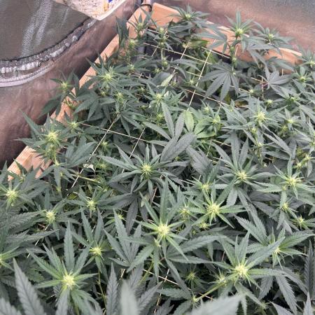 HS - Purple Kush