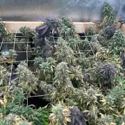 RQS - Tropicana Cookies Purple