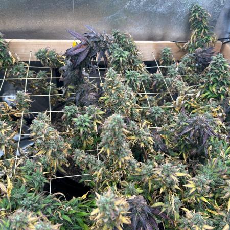 RQS - Tropicana Cookies Purple