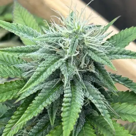 Zamnesia - Granddaddy Purple