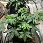 Kannabia - Pink Gelato