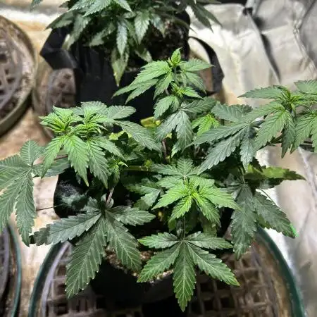 Kannabia - Pink Gelato