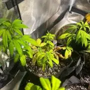 BF - Black Cherry Gushers