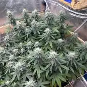 Kannabia - Apple Fritter