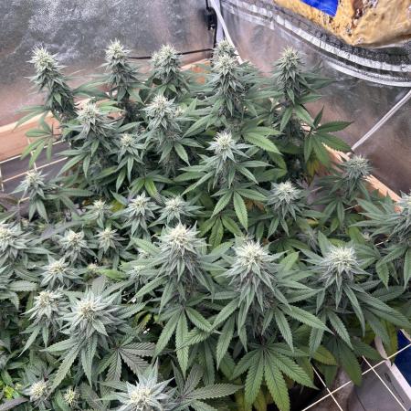 Kannabia - Apple Fritter