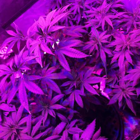 RQS - Gelato 44