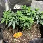 OSS - Sherbet Moonrocks