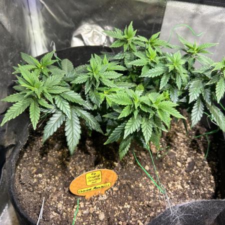 OSS - Sherbet Moonrocks