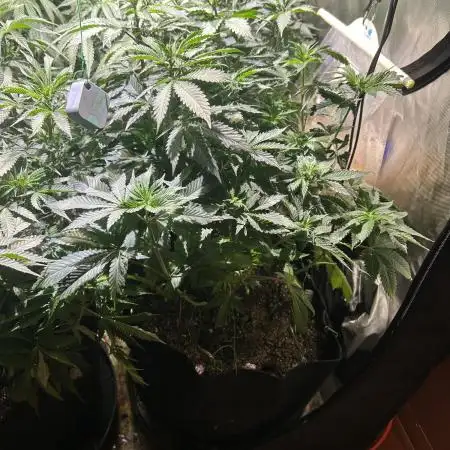 RQS - Dynamite Diesel