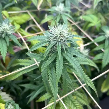 Zamnesia - Granddaddy Purple
