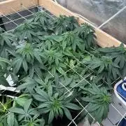 Kannabia - Apple Fritter