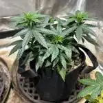 Kannabia - Apple Fritter