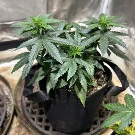 Kannabia - Apple Fritter