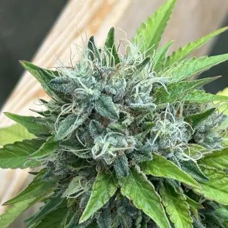 RQS - Punch Pie