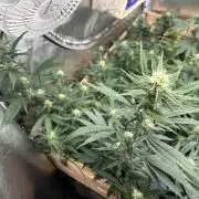 HS - Purple Kush
