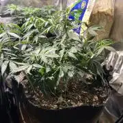 Kannabia - Pink Gelato