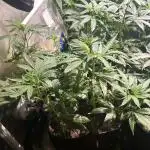 Kannabia - Rainbow Sherbet #11