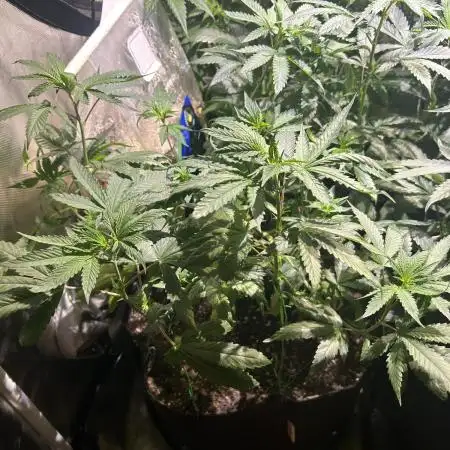 Kannabia - Rainbow Sherbet #11