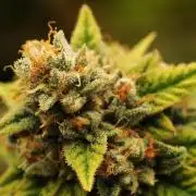 OSS - Do-Si-Dos OG