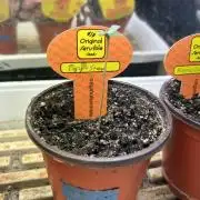 OSS - Papaya Stank