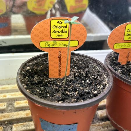 OSS - Papaya Stank