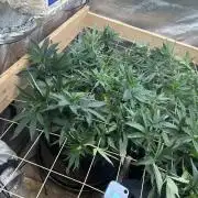 WSE - Sour Diesel