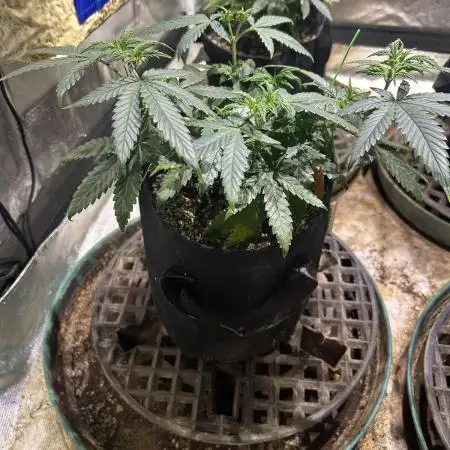 OSS - Do-Si-Dos OG