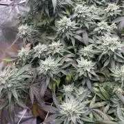 Kannabia - Pink Gelato