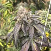 RQS - Gelato 44