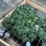 Kannabia - Pink Gelato