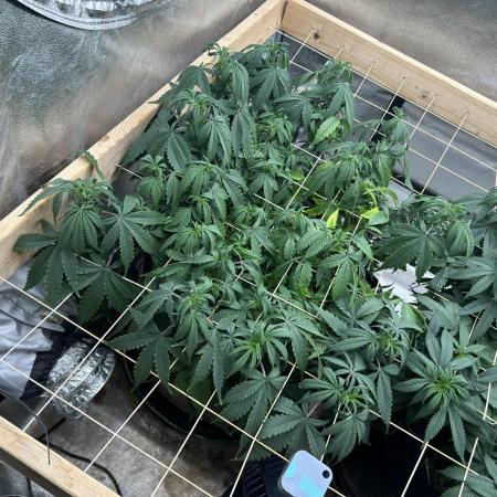 Kannabia - Pink Gelato