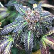 RQS - Gelato 44