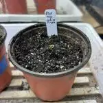 RQS - Tropicana Cookies Purple