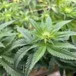 RQS - Dynamite Diesel