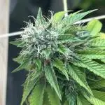 RQS - Punch Pie