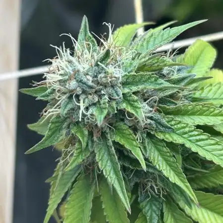 RQS - Punch Pie