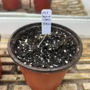 OSS - Papaya Stank