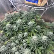 Kannabia - Apple Fritter