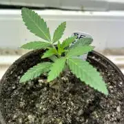 BF - RS11 x Banana OG