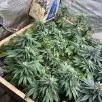 Kannabia - Rainbow Sherbet #11
