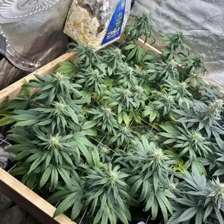 Kannabia - Rainbow Sherbet #11