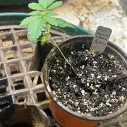 OSS - Papaya Stank